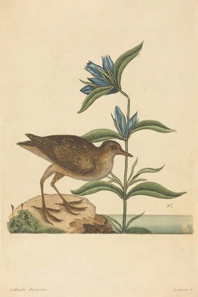 The Soree by Mark Catesby canvas print