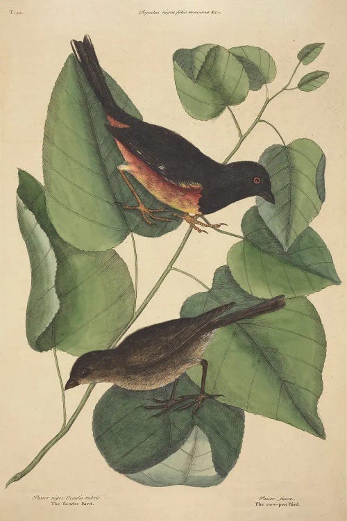 The Towhee Bird
