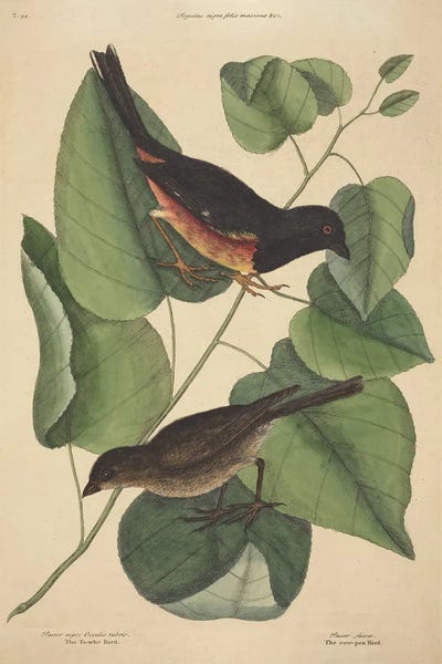 Botanical Illustrations: The Towhee Bird by Mark Catesby