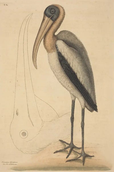 Mark Catesby: The Wood Pelican by Mark Catesby