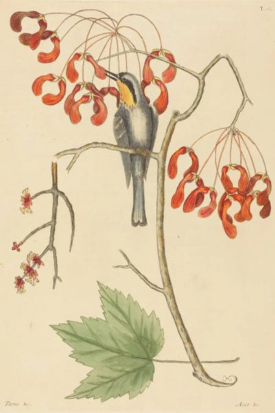 Vintage Animal Illustrations: The Yellow Throated Creeper by Mark Catesby