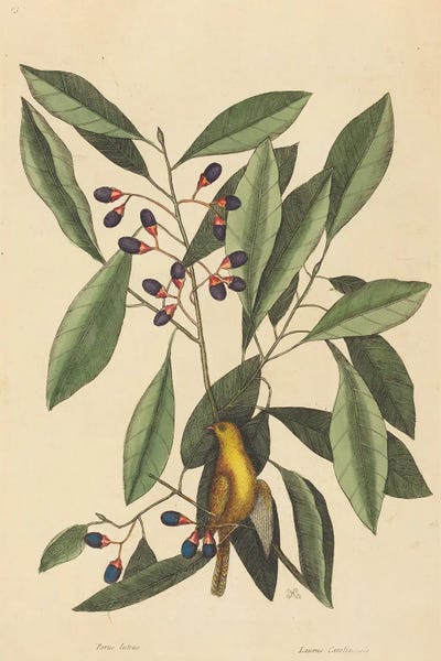 Botanical Illustrations: The Yellow Titmouse by Mark Catesby
