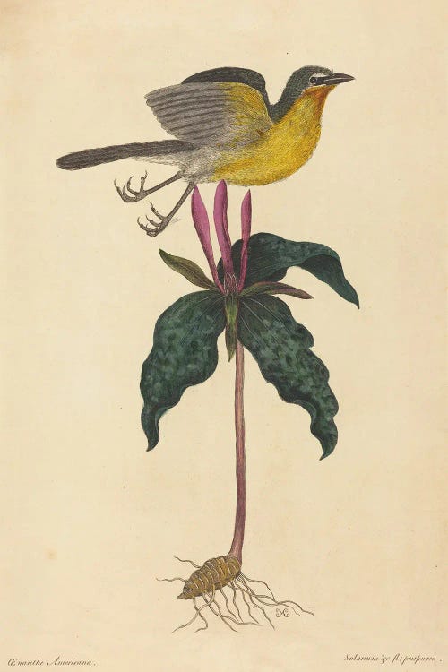 The Yellow-Breasted Chat
