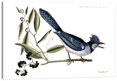 Blue Jay & Bay-Leaved Smilax Canvas Art Print - Botanical Illustrations