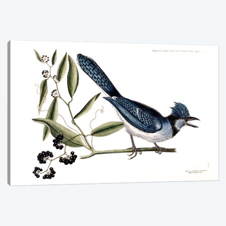 Blue Jay & Bay-Leaved Smilax Canvas Print #CAT25} by Mark Catesby Canvas Art Print