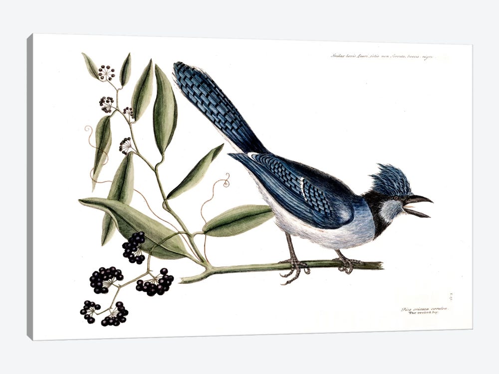 Blue Jay & Bay-Leaved Smilax by Mark Catesby 1-piece Canvas Artwork