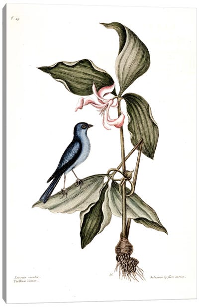 Blue Linnet & Solanum (Nightshade) Canvas Art Print - Botanical Illustrations