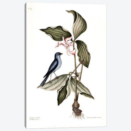 Blue Linnet & Solanum (Nightshade) Canvas Print #CAT26} by Mark Catesby Canvas Print