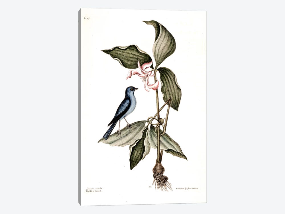 Blue Linnet & Solanum (Nightshade) by Mark Catesby 1-piece Art Print