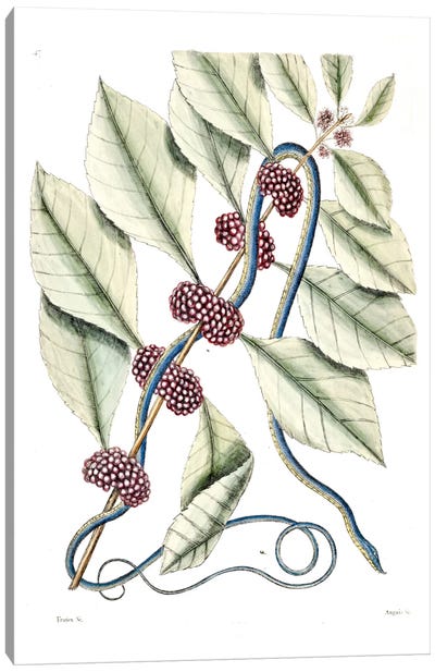 Blueish Green Snake & (Callicarpa Americana) American Beautyberry Canvas Art Print - Snake Art
