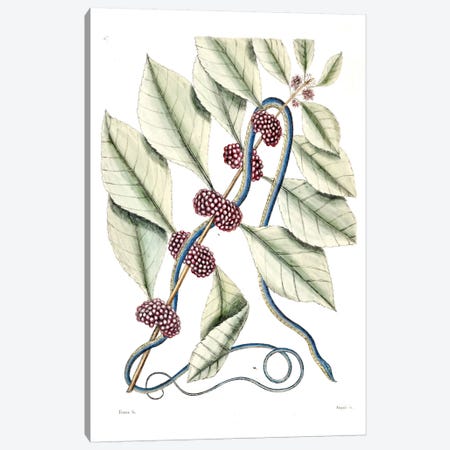 Blueish Green Snake & (Callicarpa Americana) American Beautyberry Canvas Print #CAT27} by Mark Catesby Canvas Print