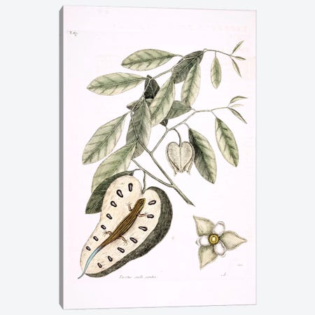 Blue-Tailed Lizard & Anonna Palustris Canvas Print #CAT28} by Mark Catesby Canvas Artwork