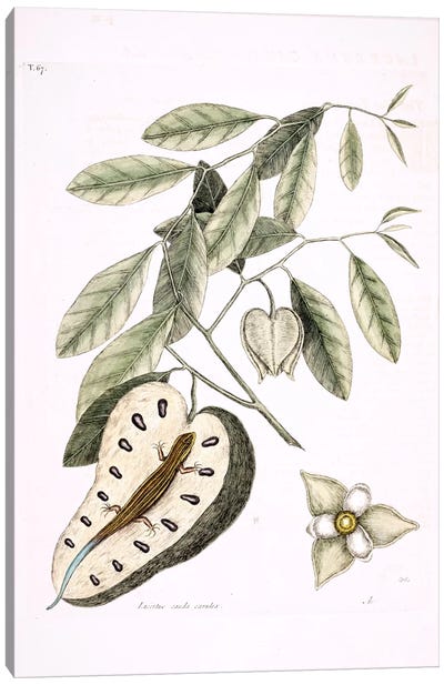 Blue-Tailed Lizard & Anonna Palustris Canvas Art Print - Reptile & Amphibian Art