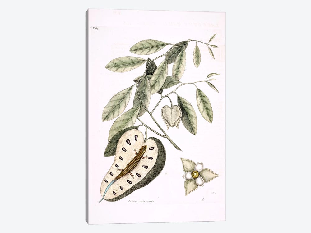 Blue-Tailed Lizard & Anonna Palustris by Mark Catesby 1-piece Canvas Print