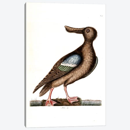 Blue-Winged Shoveler Canvas Print #CAT29} by Mark Catesby Canvas Art