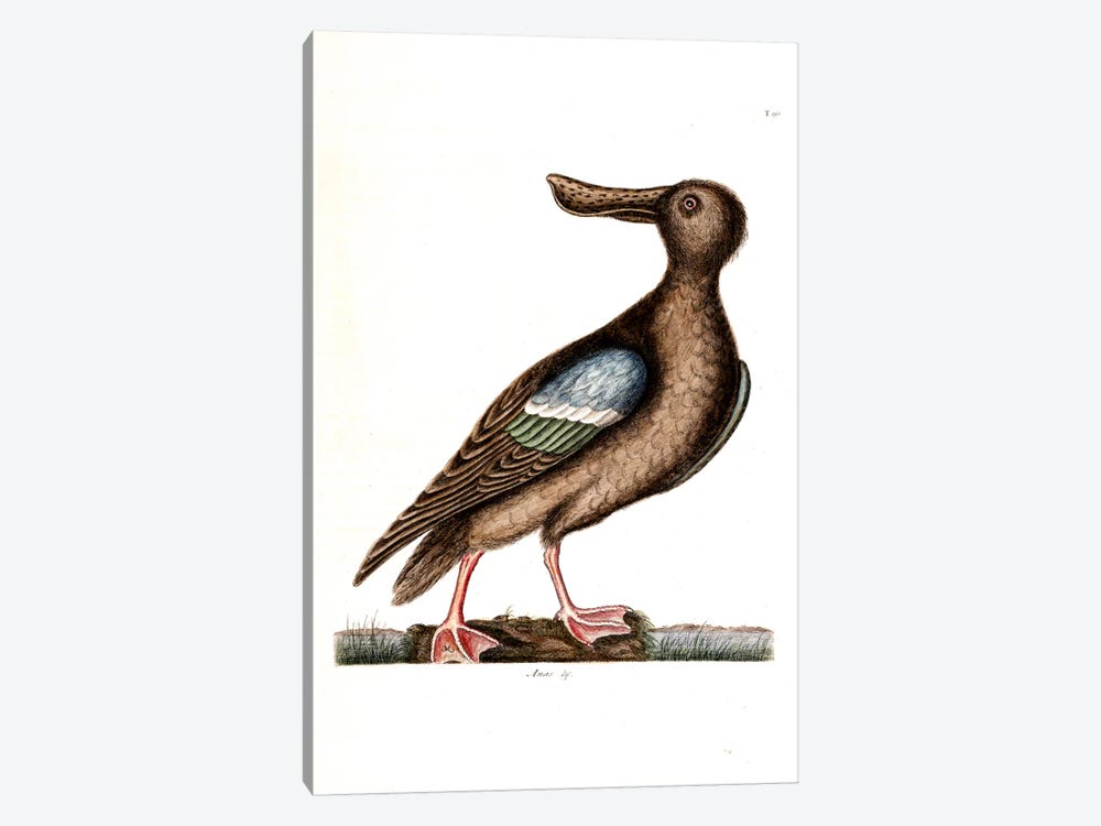 Blue-Winged Shoveler by Mark Catesby 1-piece Canvas Wall Art