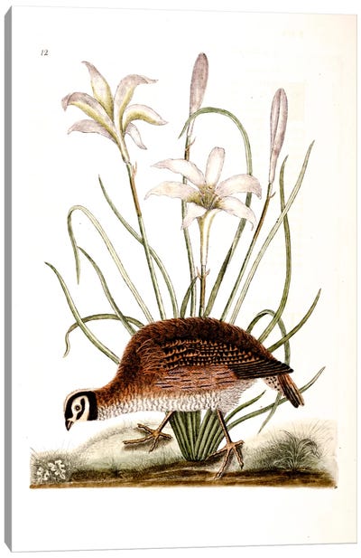 American Partridge & Attamusco Lily Canvas Art Print - Botanical Illustrations