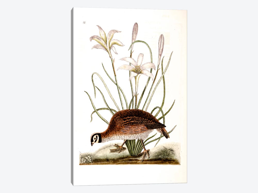 American Partridge & Attamusco Lily by Mark Catesby 1-piece Canvas Wall Art