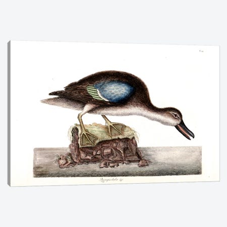 Blue-Winged Teal Canvas Print #CAT30} by Mark Catesby Canvas Print