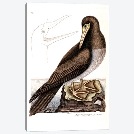 Booby Canvas Print #CAT31} by Mark Catesby Canvas Art Print