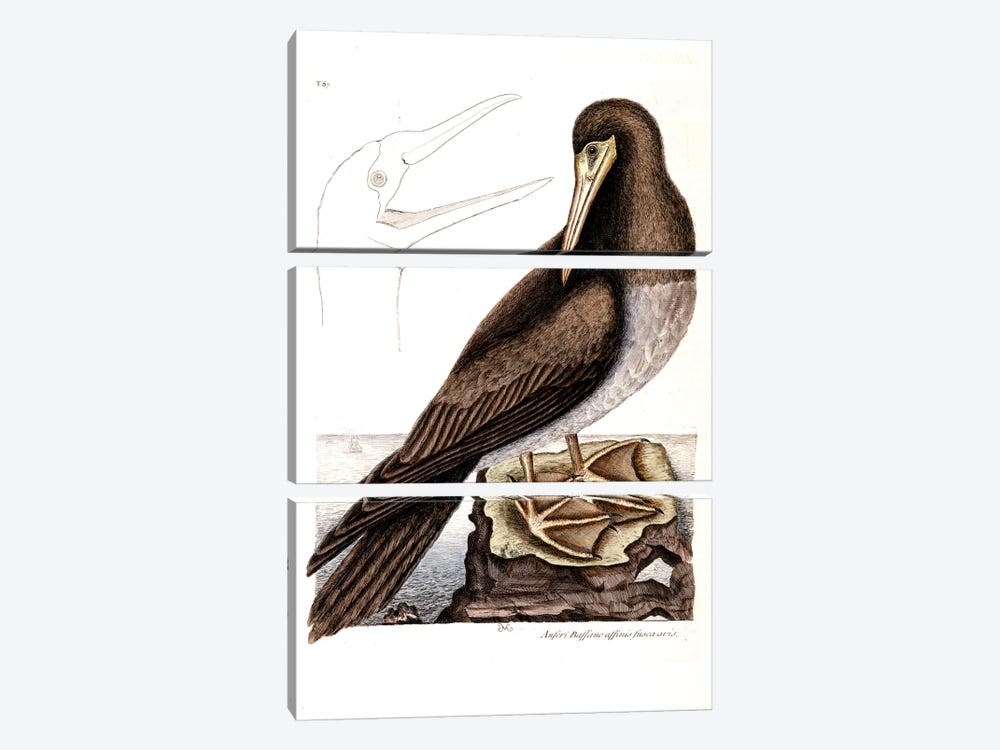 Booby by Mark Catesby 3-piece Canvas Print