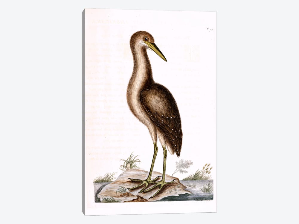 Brown Bittern by Mark Catesby 1-piece Canvas Wall Art