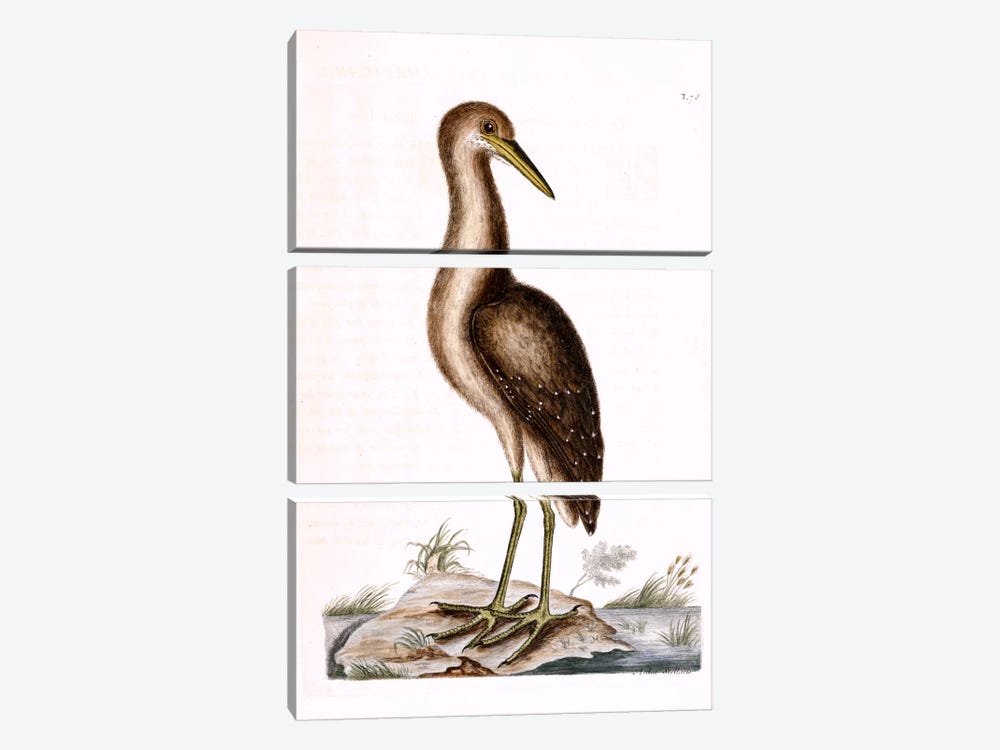 Brown Bittern by Mark Catesby 3-piece Canvas Wall Art