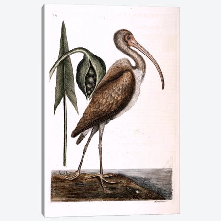 Brown Curlew & Arrow Arum Canvas Print #CAT33} by Mark Catesby Canvas Print