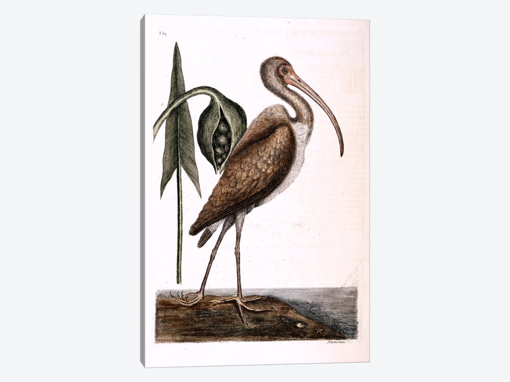 Brown Curlew & Arrow Arum by Mark Catesby 1-piece Art Print