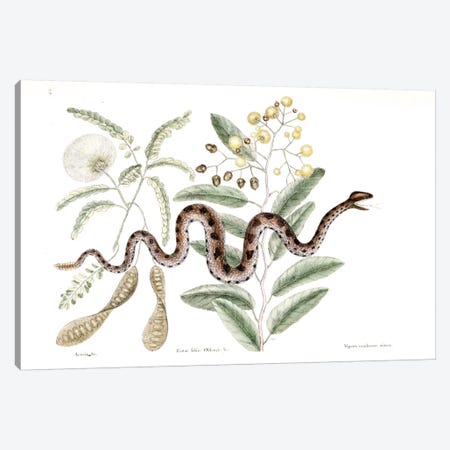 Brown Rattlesnake, Banara & Acacia Canvas Print #CAT34} by Mark Catesby Canvas Artwork