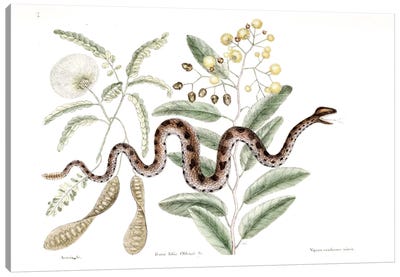 Brown Rattlesnake, Banara & Acacia Canvas Art Print - Reptile & Amphibian Art