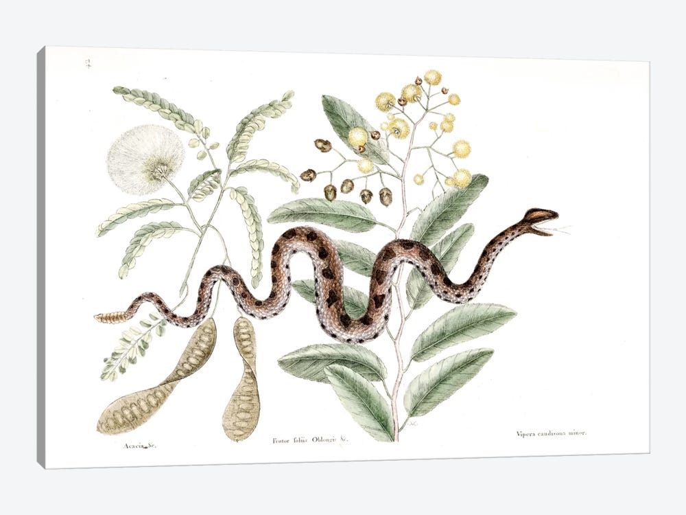 Brown Rattlesnake, Banara & Acacia by Mark Catesby 1-piece Canvas Wall Art