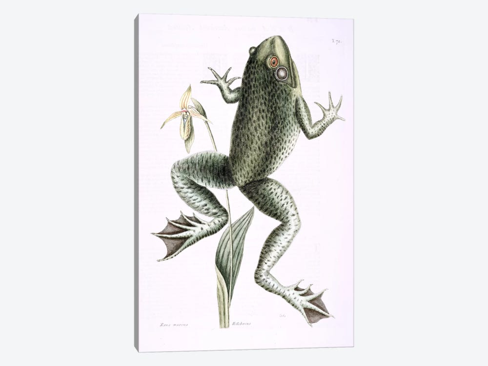 Bull Frog & Lady's Slipper Of Pennsylvania by Mark Catesby 1-piece Canvas Art Print