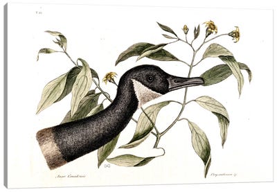 Canada Goose & Chrysanthemum Canvas Art Print - Botanical Illustrations