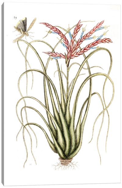 Carolina Locust & Tillandsia Polystachia Canvas Art Print - Botanical Illustrations