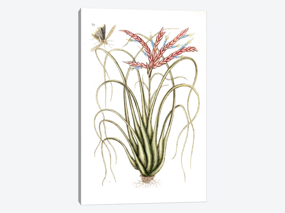 Carolina Locust & Tillandsia Polystachia by Mark Catesby 1-piece Canvas Print