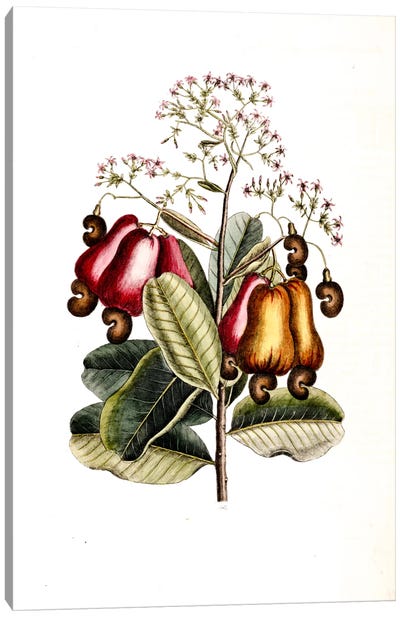 Cashew Tree Canvas Art Print - Botanical Illustrations