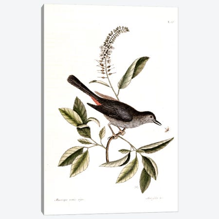 Cat Bird & Alnifolia Americana Canvas Print #CAT39} by Mark Catesby Art Print