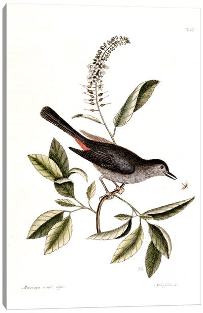 Cat Bird & Alnifolia Americana Canvas Art Print
