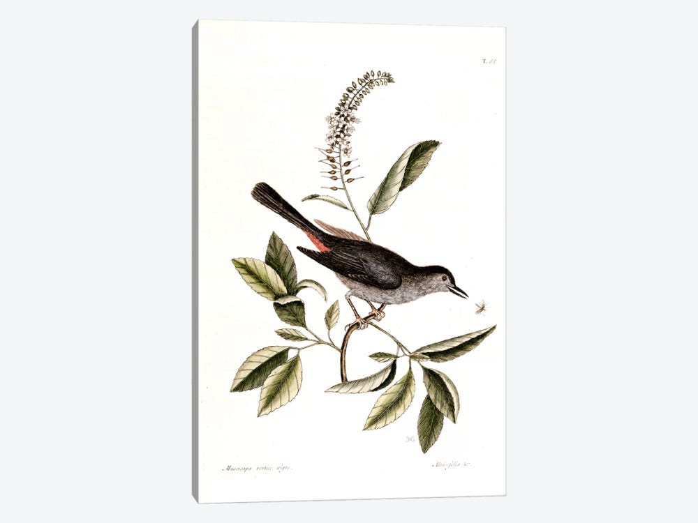 Cat Bird & Alnifolia Americana by Mark Catesby 1-piece Canvas Print