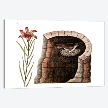 American Swallow & Fire Lily Canvas Print #CAT3} by Mark Catesby Art Print