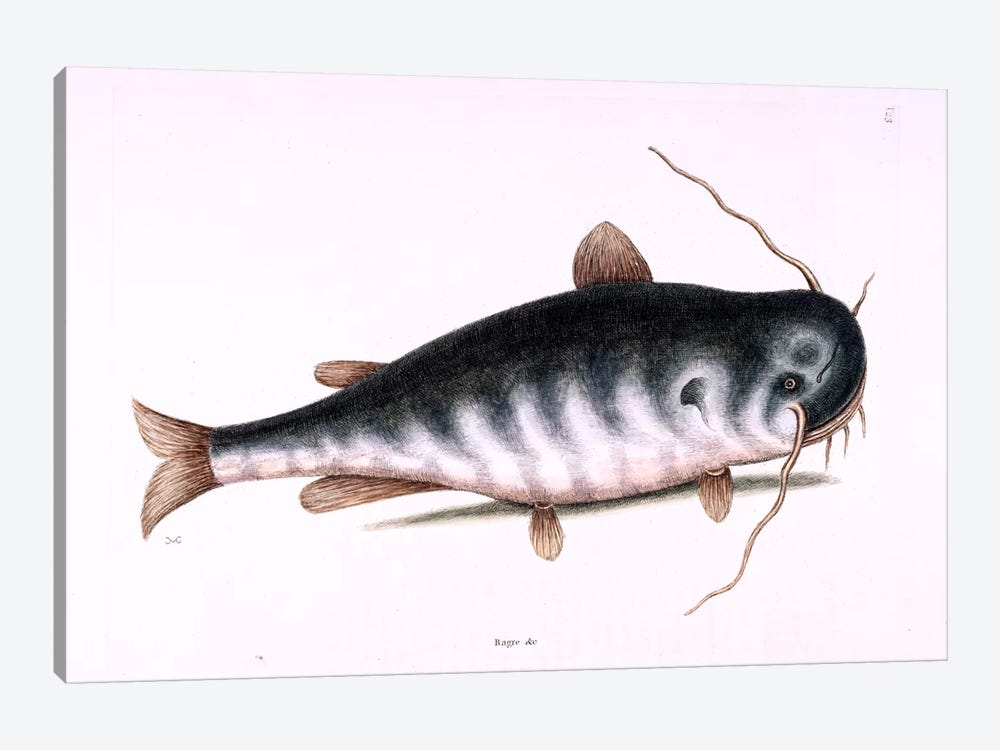 Cat Fish by Mark Catesby 1-piece Canvas Print