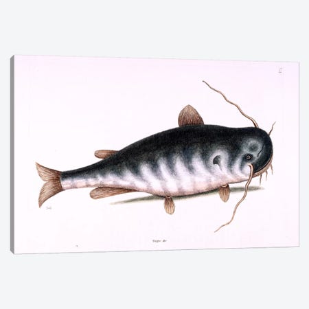 Cat Fish Canvas Print #CAT40} by Mark Catesby Canvas Art