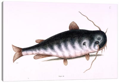 Cat Fish Canvas Art Print