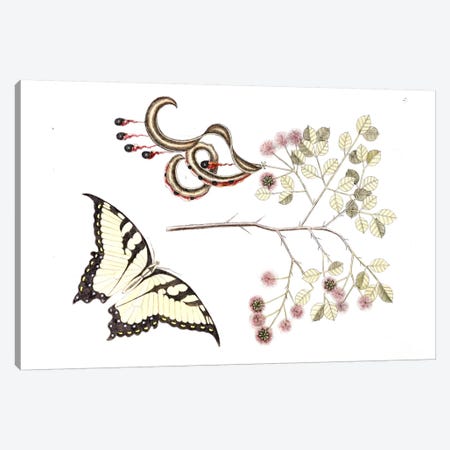 Cat's Claw & Eastern Tiger Swallowtail Canvas Print #CAT41} by Mark Catesby Canvas Artwork