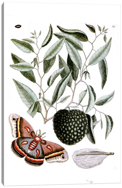 Cecropia Moth & Annona Reticulata (Custard Apple) Canvas Art Print - Botanical Illustrations