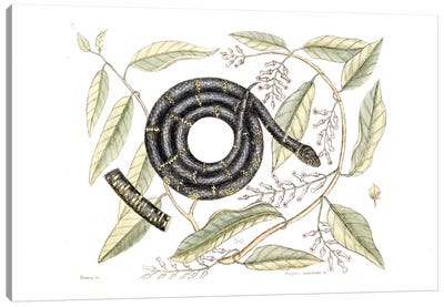 Chain Snake Canvas Art Print - Botanical Illustrations