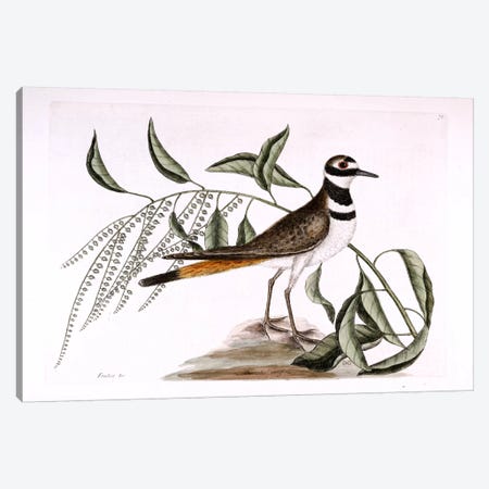 Chattering Plover & Sorrel Tree Canvas Print #CAT44} by Mark Catesby Canvas Art Print