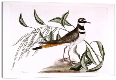 Chattering Plover & Sorrel Tree Canvas Art Print - Plovers
