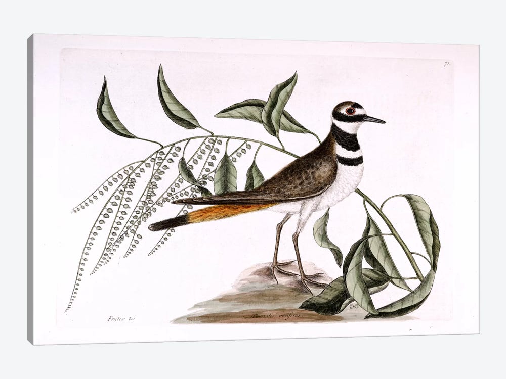 Chattering Plover & Sorrel Tree 1-piece Canvas Art Print